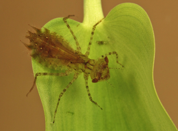 Celithemis verna, nymph